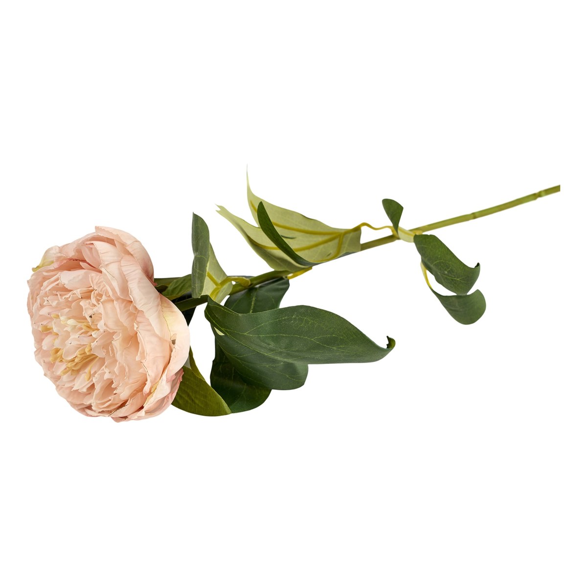 Silkeblomst pæon SartRosa – 70 cm – sart rosa