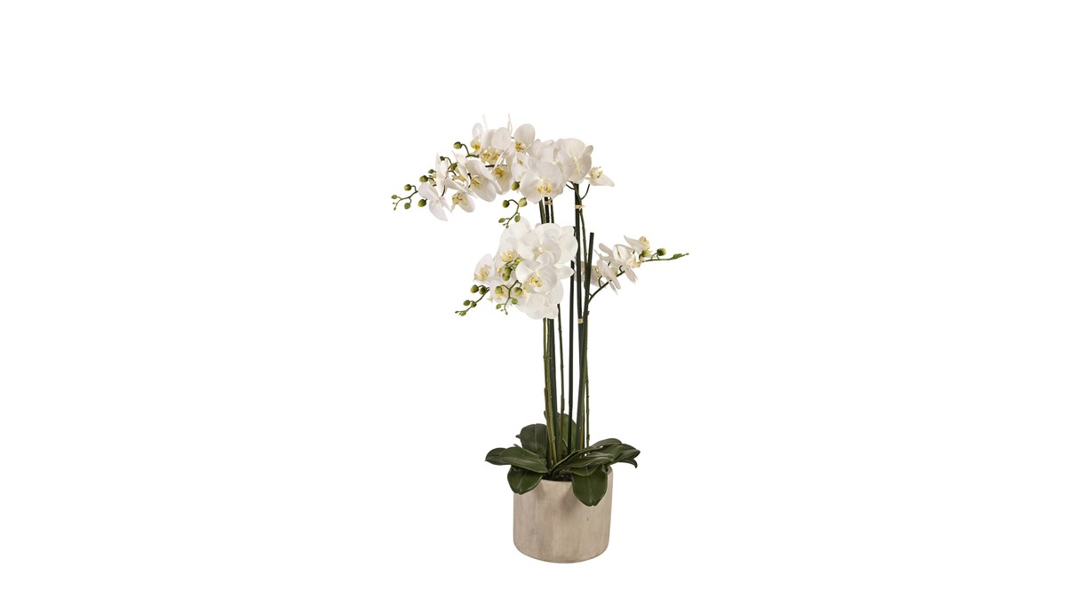 Silkeblomst orkidé i potte – H65 cm – hvid