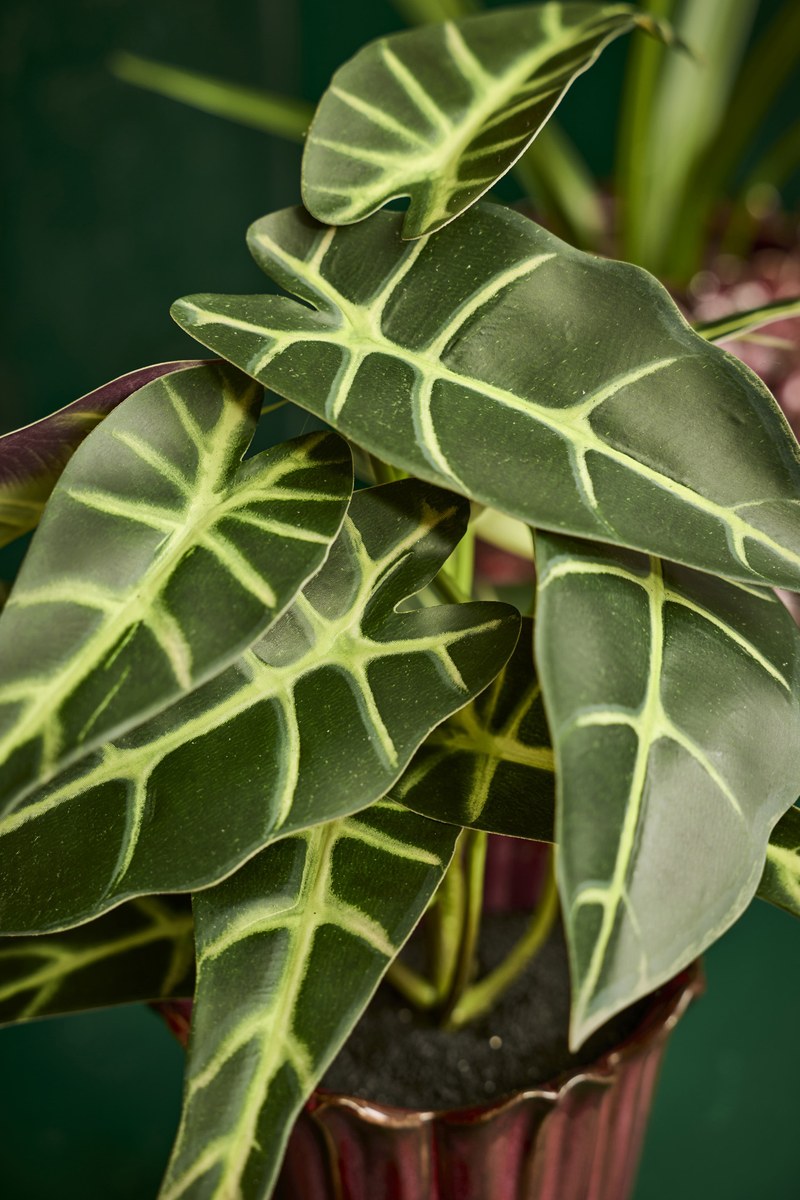 Kunstig plante i potte Alocasia – H28 cm – broget
