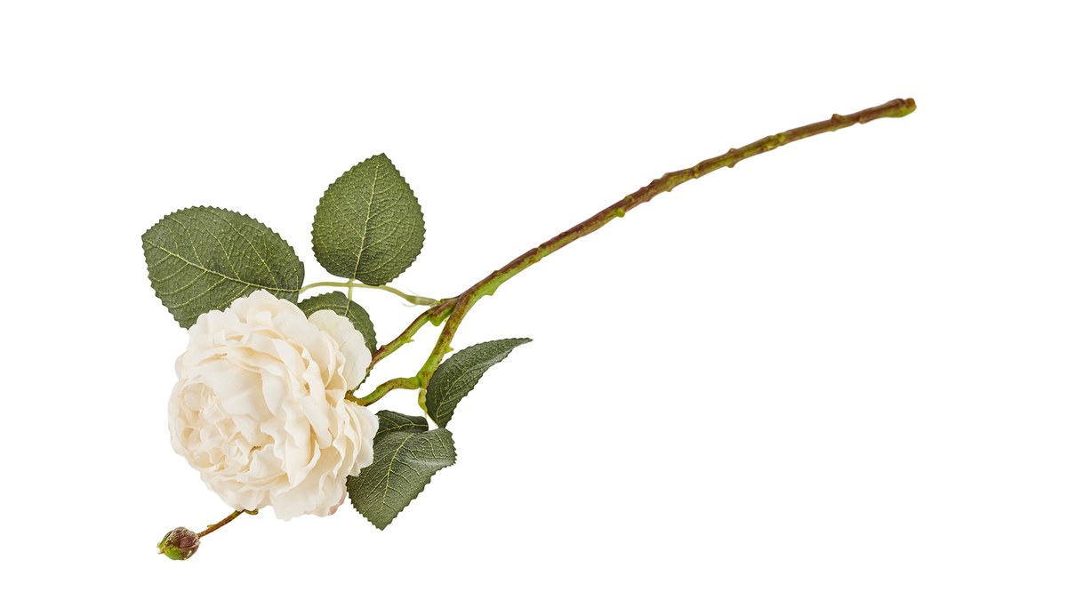 Silkeblomst ranunkel – L46 cm – creme