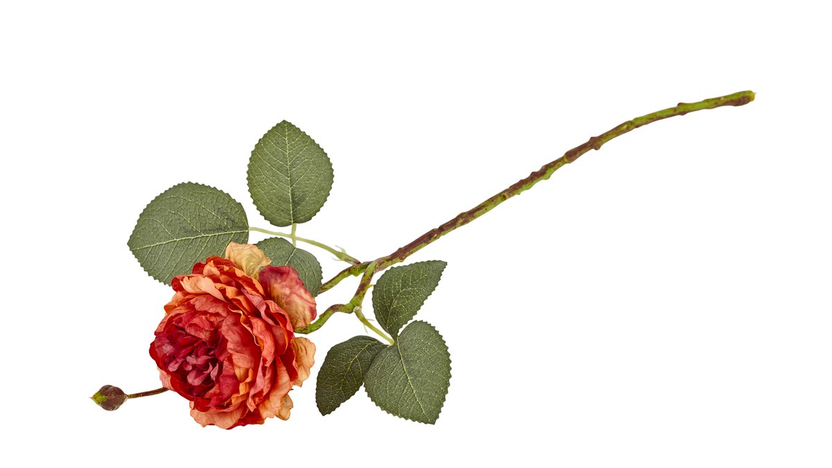 Silkeblomst ranunkel – L46 cm – orange